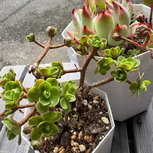 アエオニウムの育て方・栽培方法｜植物図鑑｜みんなの趣味の園芸（NHK