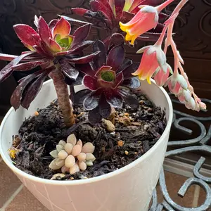 アエオニウムの育て方・栽培方法｜植物図鑑｜みんなの趣味の園芸（NHK