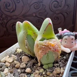 コノフィツムの写真｜植物図鑑｜みんなの趣味の園芸