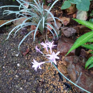 ツルバギアとは・基本情報｜育て方がわかる植物図鑑｜みんなの趣味の