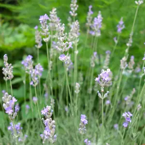 ラベンダーの種類（原種、品種）｜植物図鑑｜みんなの趣味の園芸（NHK