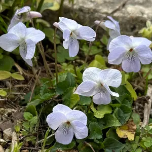 タチツボスミレとは｜育て方がわかる植物図鑑｜みんなの趣味の園芸