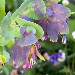 セリンセ・マヨールの種類（原種、品種）｜植物図鑑｜みんなの趣味の