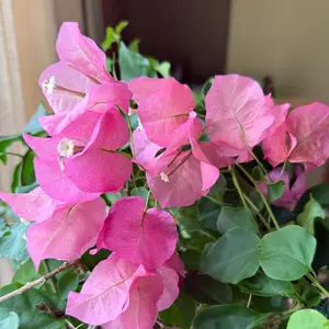 ブーゲンビレアの種類（原種、品種）｜植物図鑑｜みんなの趣味の園芸