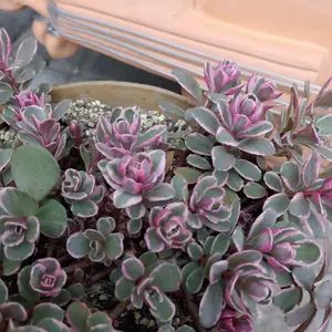 キリンソウの育て方・栽培方法｜植物図鑑｜みんなの趣味の園芸（NHK出版）
