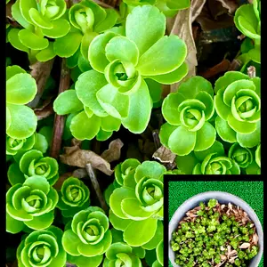 キリンソウの育て方・栽培方法｜植物図鑑｜みんなの趣味の園芸（NHK出版）