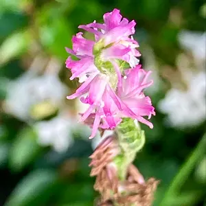 ネジバナとは｜育て方がわかる植物図鑑｜みんなの趣味の園芸（NHK出版）
