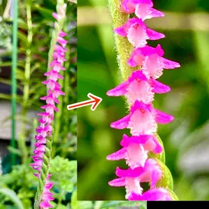 ネジバナの種類（原種、品種）｜植物図鑑｜みんなの趣味の園芸（NHK出版）