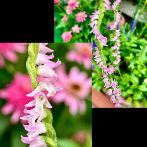 ネジバナとは｜育て方がわかる植物図鑑｜みんなの趣味の園芸（NHK出版）