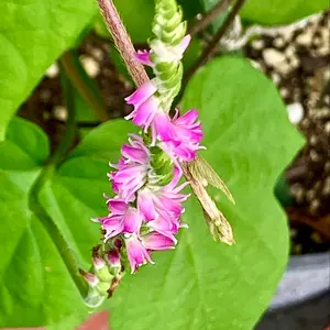ネジバナとは｜育て方がわかる植物図鑑｜みんなの趣味の園芸（NHK出版）