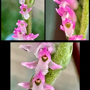 ネジバナとは｜育て方がわかる植物図鑑｜みんなの趣味の園芸（NHK出版）