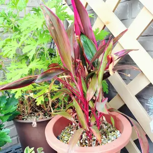 コルジリネの種類（原種、品種）｜植物図鑑｜みんなの趣味の園芸（NHK
