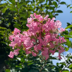 サルスベリとは｜育て方がわかる植物図鑑｜みんなの趣味の園芸（NHK出版）