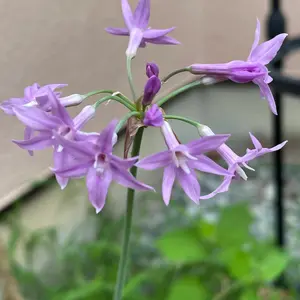 ツルバギアの育て方・栽培方法｜植物図鑑｜みんなの趣味の園芸（NHK出版）