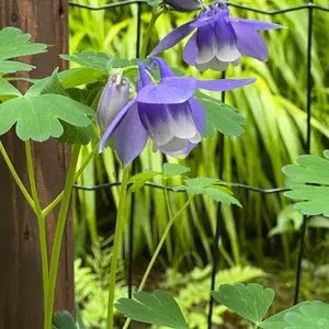 ミヤマオダマキとは｜育て方がわかる植物図鑑｜みんなの趣味の園芸
