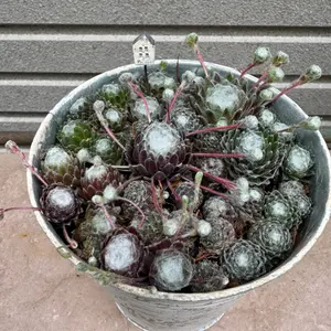 センペルビウム（センペルビブム）とは｜育て方がわかる植物図鑑