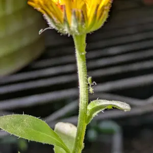 カレンデュラ（キンセンカ）とは｜育て方がわかる植物図鑑｜みんなの