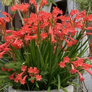 キルタンサスの種類（原種、品種）｜植物図鑑｜みんなの趣味の園芸