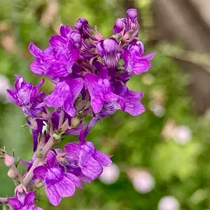 リナリアの種類（原種、品種）｜植物図鑑｜みんなの趣味の園芸（NHK出版）