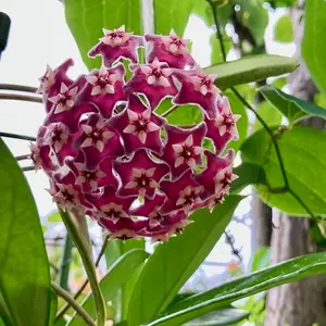 ホヤ（サクララン）の写真｜植物図鑑｜みんなの趣味の園芸
