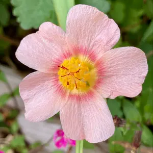 マルバストラムとは｜育て方がわかる植物図鑑｜みんなの趣味の園芸