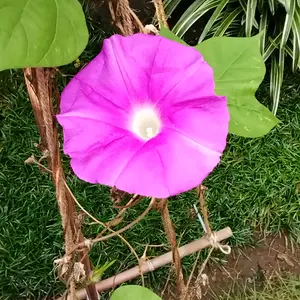 変化朝顔（アサガオ）の写真｜植物図鑑｜みんなの趣味の園芸
