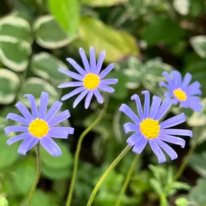 ブルーデージーとは｜育て方がわかる植物図鑑｜みんなの趣味の園芸