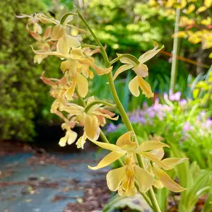 エビネ（春咲き）の育て方・栽培方法｜植物図鑑｜みんなの趣味の園芸