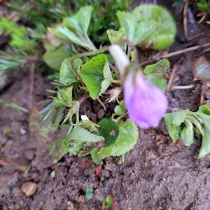 タチツボスミレとは｜育て方がわかる植物図鑑｜みんなの趣味の園芸