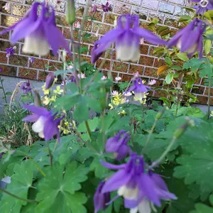 ミヤマオダマキの種類（原種、品種）｜植物図鑑｜みんなの趣味の園芸