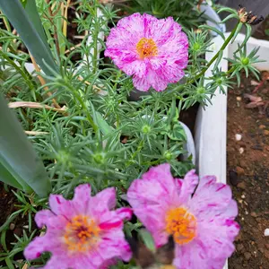 マツバボタンの種類（原種、品種）｜植物図鑑｜みんなの趣味の園芸
