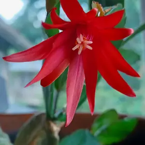 イースターカクタスの育て方・栽培方法｜植物図鑑｜みんなの趣味の園芸