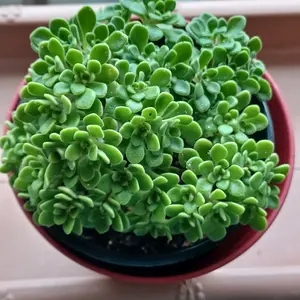 アエオニウムの育て方・栽培方法｜植物図鑑｜みんなの趣味の園芸（NHK