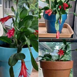 イースターカクタスの育て方・栽培方法｜植物図鑑｜みんなの趣味の園芸