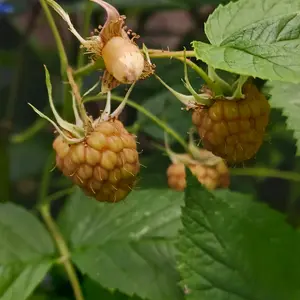 ラズベリーの種類（原種、品種）｜植物図鑑｜みんなの趣味の園芸（NHK