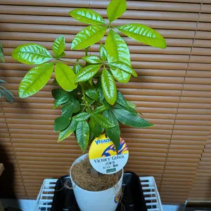 パキラとは｜育て方がわかる植物図鑑｜みんなの趣味の園芸（NHK出版）