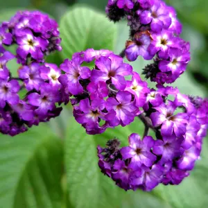 ヘリオトロープの種類（原種、品種）｜植物図鑑｜みんなの趣味の園芸