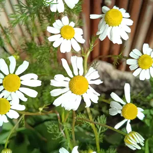ジャーマンカモミールの種類（原種、品種）｜植物図鑑｜みんなの趣味の