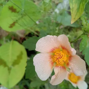マルバストラムとは｜育て方がわかる植物図鑑｜みんなの趣味の園芸
