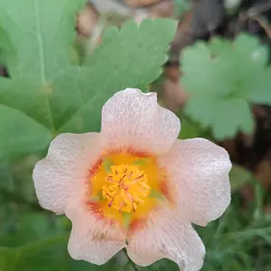 マルバストラムとは｜育て方がわかる植物図鑑｜みんなの趣味の園芸