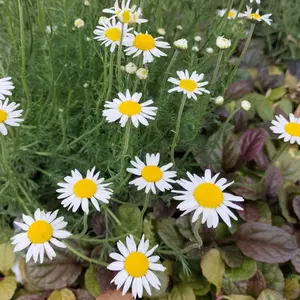 ローマンカモミールとは｜育て方がわかる植物図鑑｜みんなの趣味の園芸