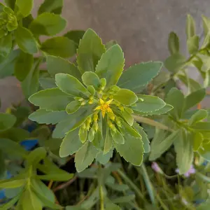 キリンソウの育て方・栽培方法｜植物図鑑｜みんなの趣味の園芸（NHK出版）