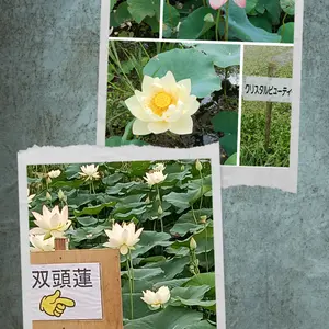 ハスの育て方・栽培方法｜植物図鑑｜みんなの趣味の園芸（NHK出版）