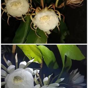 月下美人の写真｜植物図鑑｜みんなの趣味の園芸
