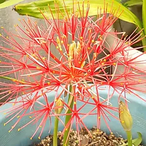 ハエマンサスとは｜育て方がわかる植物図鑑｜みんなの趣味の園芸（NHK