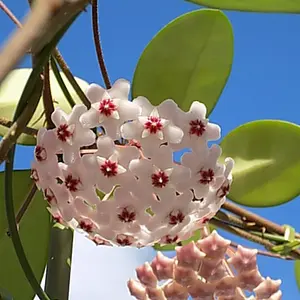ホヤ（サクララン）とは｜育て方がわかる植物図鑑｜みんなの趣味の園芸