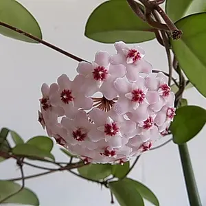 ホヤ（サクララン）とは｜育て方がわかる植物図鑑｜みんなの趣味の園芸