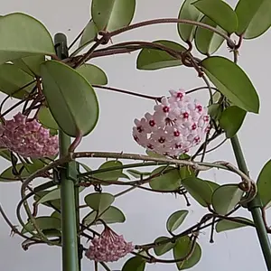 ホヤ（サクララン）とは｜育て方がわかる植物図鑑｜みんなの趣味の園芸