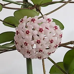ホヤ（サクララン）とは｜育て方がわかる植物図鑑｜みんなの趣味の園芸