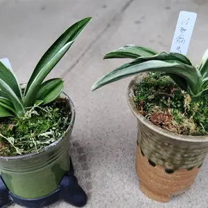 オモト（万年青）とは｜育て方がわかる植物図鑑｜みんなの趣味の園芸
